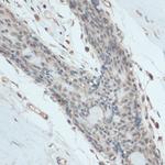 GAPDHS Antibody in Immunohistochemistry (Paraffin) (IHC (P))