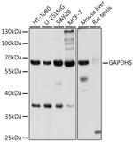 GAPDHS Antibody in Western Blot (WB)