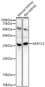 AKR1C2 Antibody in Western Blot (WB)