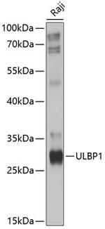 MULT1 (NKG2D Ligand) Antibody in Western Blot (WB)