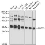 NUDT5 Antibody in Western Blot (WB)