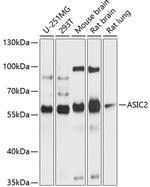 ASIC2 Antibody in Western Blot (WB)