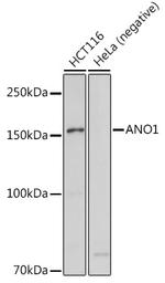 DOG-1 Antibody in Western Blot (WB)