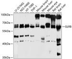 GLRB Antibody in Western Blot (WB)