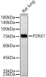 P2X7 Antibody in Western Blot (WB)