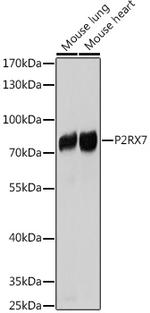 P2X7 Antibody in Western Blot (WB)