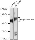 LRP8 Antibody in Western Blot (WB)