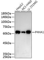 P4HA1 Antibody in Western Blot (WB)