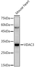 VDAC3 Antibody in Western Blot (WB)