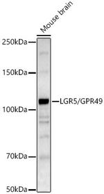 LGR5 Antibody in Western Blot (WB)