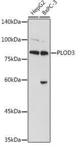 PLOD3 Antibody in Western Blot (WB)