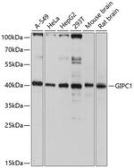 GIPC1 Antibody in Western Blot (WB)