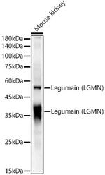 LGMN Antibody in Western Blot (WB)