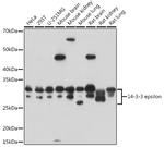 14-3-3 epsilon Antibody in Western Blot (WB)