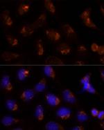 SEC14L2 Antibody in Immunocytochemistry (ICC/IF)