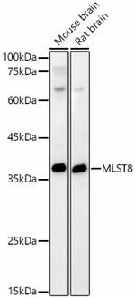 GBL Antibody in Western Blot (WB)