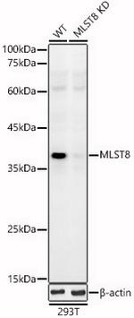 GBL Antibody in Western Blot (WB)