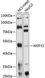 WDFY2 Antibody in Western Blot (WB)