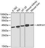 AKR1A1 Antibody in Western Blot (WB)