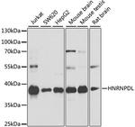 hnRNP DL Antibody in Western Blot (WB)