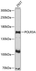 POLR3A Antibody in Western Blot (WB)