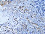 HADH Antibody in Immunohistochemistry (Paraffin) (IHC (P))