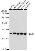 HADH Antibody in Western Blot (WB)