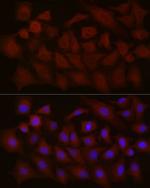 NTF4 Antibody in Immunocytochemistry (ICC/IF)