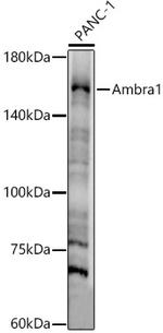 AMBRA1 Antibody in Western Blot (WB)