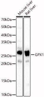 GPX1 Antibody in Western Blot (WB)