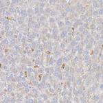 HMOX1 Antibody in Immunohistochemistry (Paraffin) (IHC (P))