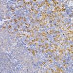 HMOX1 Antibody in Immunohistochemistry (Paraffin) (IHC (P))