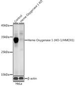 HMOX1 Antibody