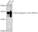 HMOX1 Antibody in Western Blot (WB)