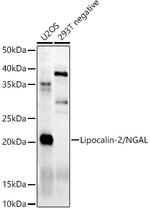 NGAL Antibody in Western Blot (WB)