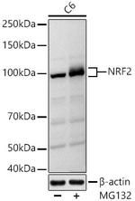 Nrf2 Antibody in Western Blot (WB)