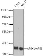 APE1 Antibody in Western Blot (WB)