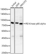 PI3K p85 alpha Antibody in Western Blot (WB)