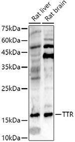 Transthyretin Antibody in Western Blot (WB)