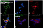 PD-L1 Antibody in Immunocytochemistry (ICC/IF)