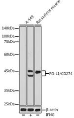 PD-L1 Antibody in Western Blot (WB)