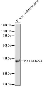 PD-L1 Antibody in Western Blot (WB)