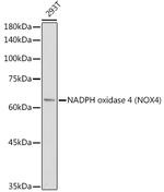 NOX4 Antibody in Western Blot (WB)