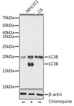 LC3B Antibody in Western Blot (WB)