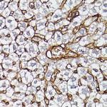 ApoA1 Antibody in Immunohistochemistry (Paraffin) (IHC (P))