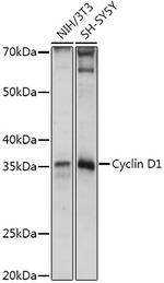 Cyclin D1 Antibody in Western Blot (WB)