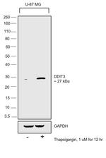 CHOP Antibody in Western Blot (WB)