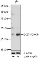 CHOP Antibody in Western Blot (WB)