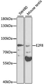 E2F8 Antibody in Western Blot (WB)