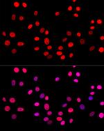 c-Jun Antibody in Immunocytochemistry (ICC/IF)